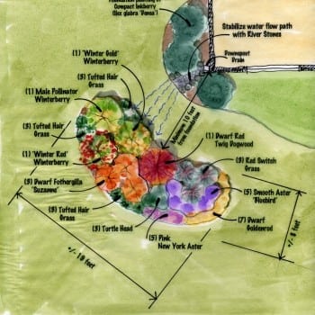 A Full Sun Rain Garden Design - Garden Architecture | Landscape ...