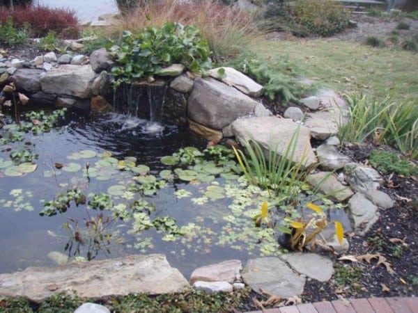 Eco-system-Pond-pa290011_667x500 - Garden Architecture | Landscape ...